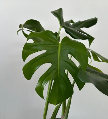 مونستيرا دليسيوسا | Monstera deliciosa
