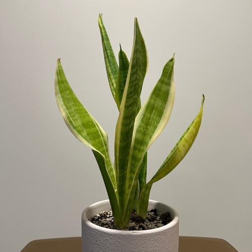 سانسيفيريا جلد النمر | Sansevieria Laurentii
