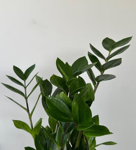 زاميا | ZZ Plant