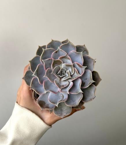 ايشفيريا ليلسينا | Echeveria lilacina