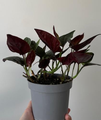 سنجونيوم السهم الاحمر | Syngonium Red Arrow