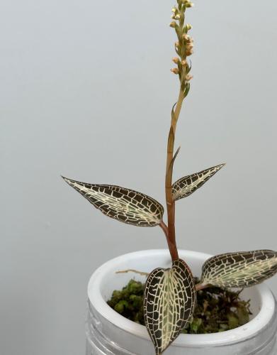 جويل اوركيد بلا دانغ | 'Goodyera rostellata ‘Pla Dang