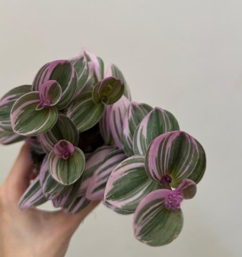 تراديسكانتيا نانوك | Tradescantia Nanouk