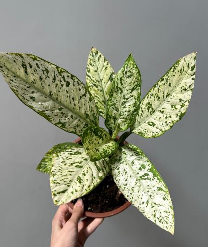 دفنباخيا فزوفيس | Dieffenbachia Vesuvius