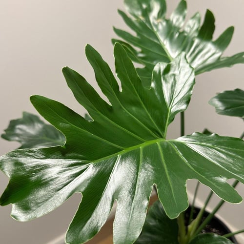 فيلدندرون شانغريلا | Philodendron Shangri-La