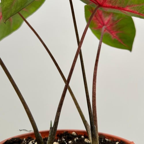 كلاديوم ريد فلاش | Caladium Red Flash