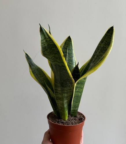 سانسيفيريا جلد النمر | Sansevieria Laurentii