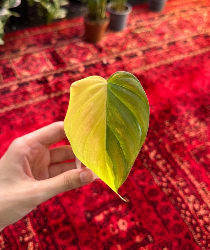 فيلدندرون مايكنز فرقيتد | Philodendron Micans Variegated