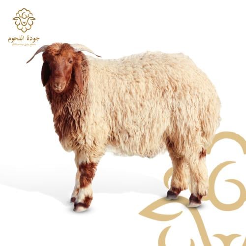 Naimi sheep