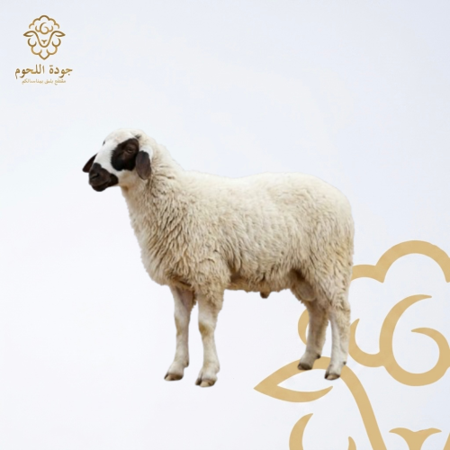 Saanen sheep