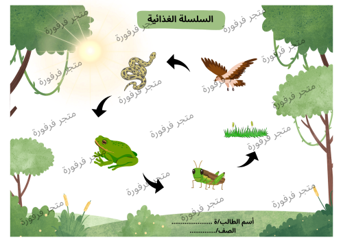 السلسلة الغذائيه للصف الثاني أبتدائي