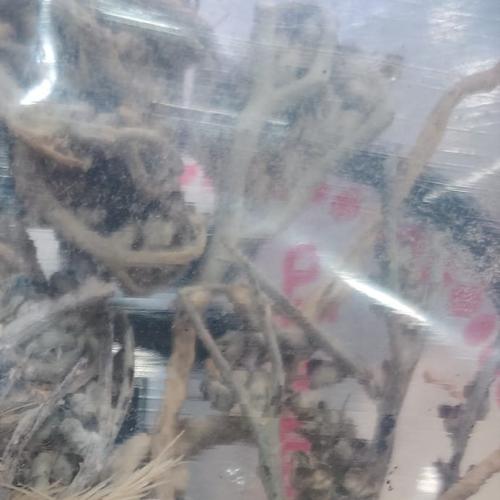 كف مريم ( 75 جرام )