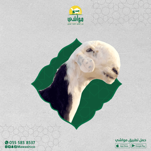 نجدي كبير