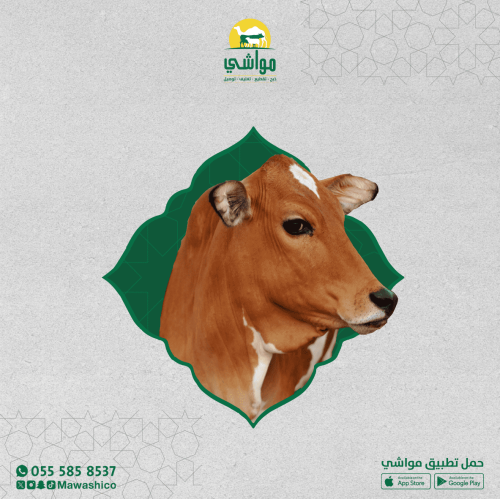 بقر