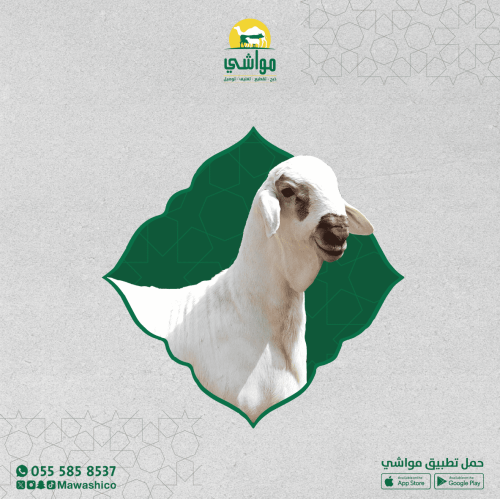 سواكني أبيض وسط