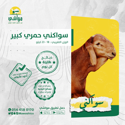 سواكني حمري كبير