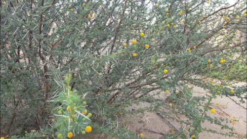 نصف كيلو عسل السلم طبيعي وبلدي