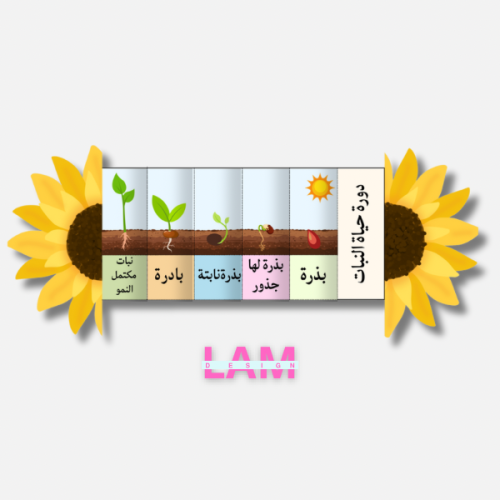 مطوية دورة حياة النبات