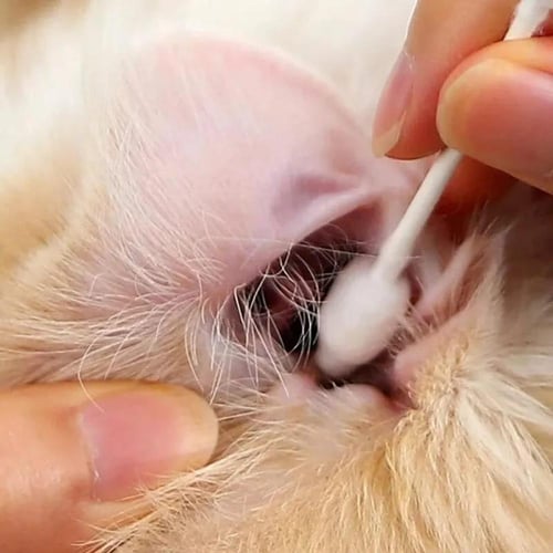 علبة أعواد لتنظيف الأذان للحيوانات الأليفة