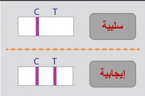 الفحص السريع الحمى المالطية في الأغنام