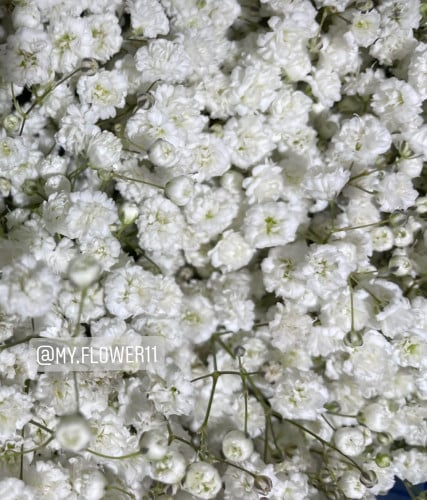 12 غصن جيبسوفيليا