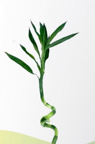 ساق بامبو تايلندي