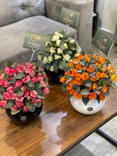 فازا مع البيبي روز