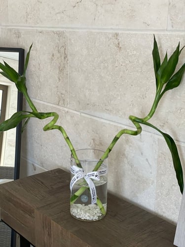 فازة سمك بأغصان البامبو