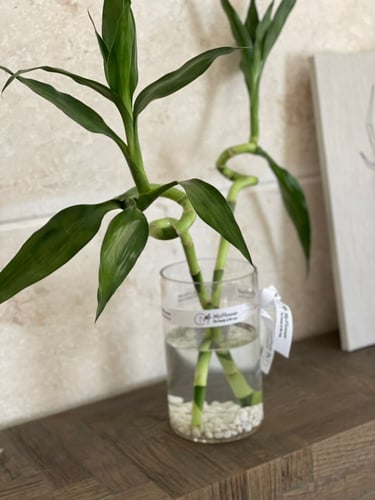 فازة سمك بأغصان البامبو