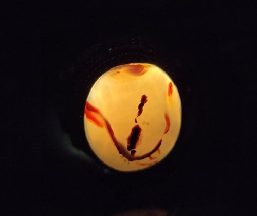 خاتم عقيق يماني مصور نوادر مقاس 9.75 انجليزي _ 22...