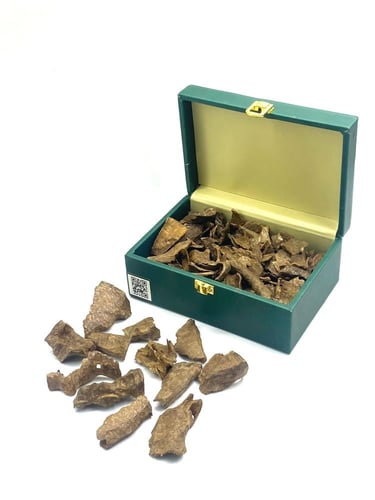 زوايا العود الفيتنامي طبيعي