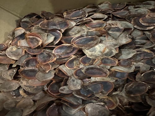 ظفر حافور منظف