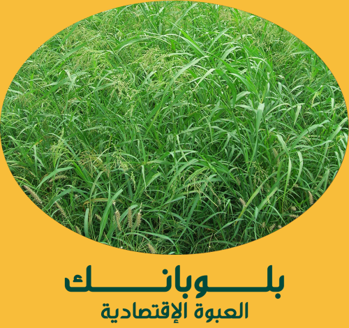 بلوبانك ( العبوة الإقتصادية )