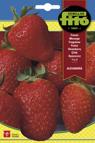 فراولة الإسكندرية باكت 10 غم