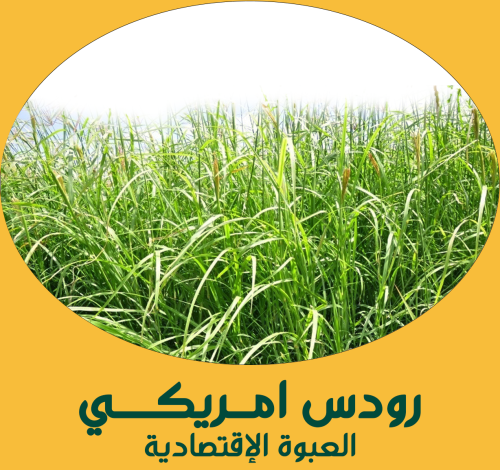 رودس أمريكي ( العبوة الإقتصادية )