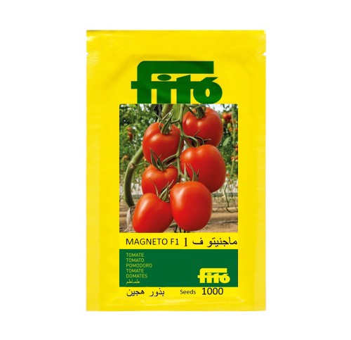 طماطم ماجنيتو F1 باكت 1000 بذرة
