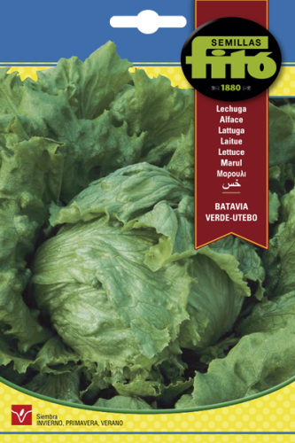 خس باتافيا يوتيبو باكت 7 غم