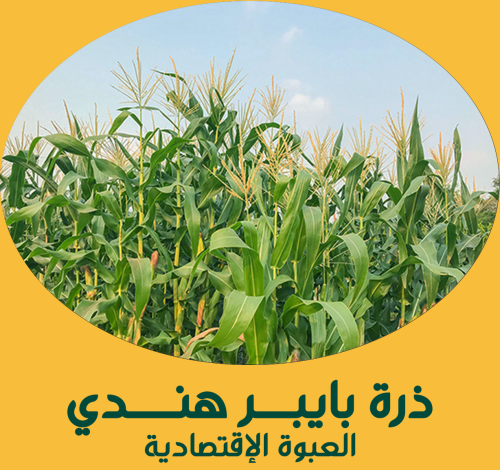 ذرة علفية بايبر هندي ( العبوة الإقتصادية )