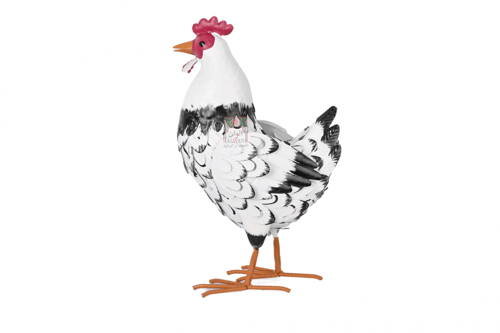 دجاجة