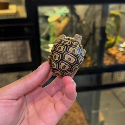 مواليد سلاحف نمريه