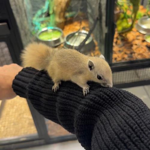 سنجاب تايلندي طفره لوسستك