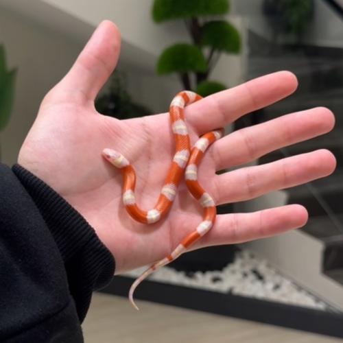 ميلك سنيك (البينو نيلسون)