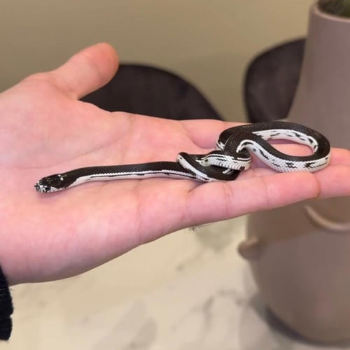 كنق سنيك سترايب كوالتي عالي