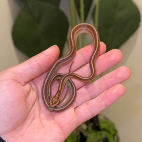 كورن سنيك (Motley tessera)