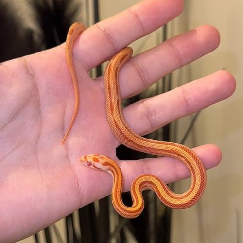 كورن سنيك (Amel Stripe )