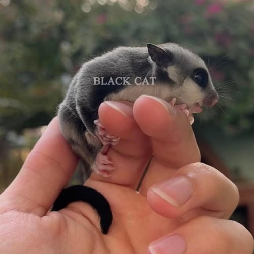 شوقر قلايدر / سنجاب طائر كلاسك