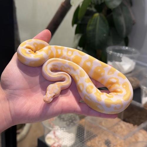 بول بايثون Albino