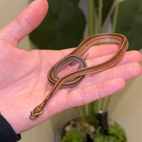 كورن سنيك (Motley tessera)