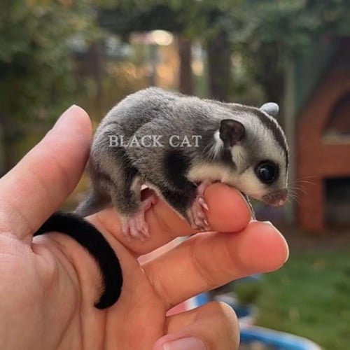 شوقر قلايدر / سنجاب طائر كلاسك