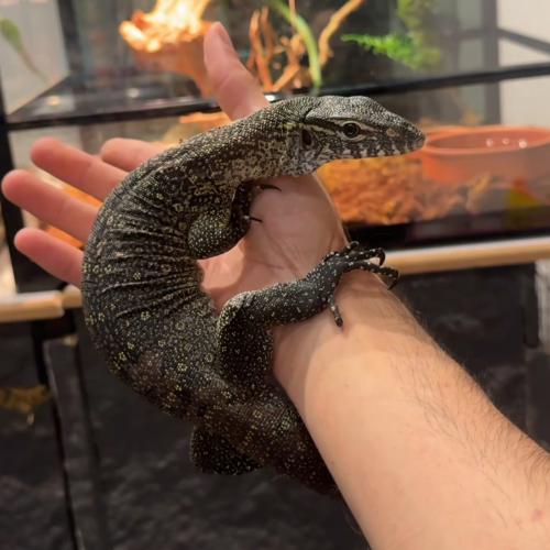 ورل نيلي nile monitor